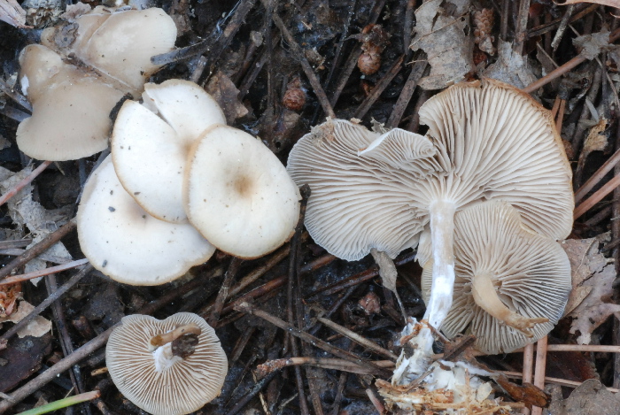 Clitocybe metachroa